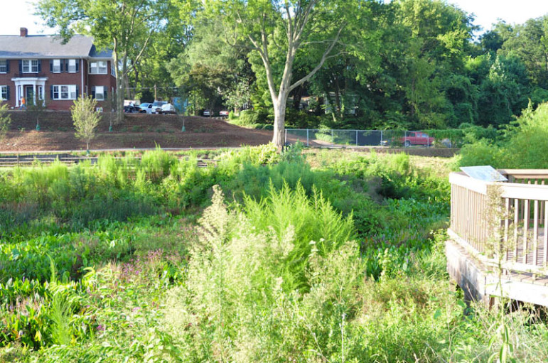 The wetland at Fred Fletcher Park in Raleigh is one way to capture nutrients.