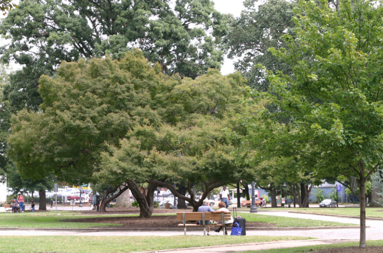 Moore Square Trees_092012