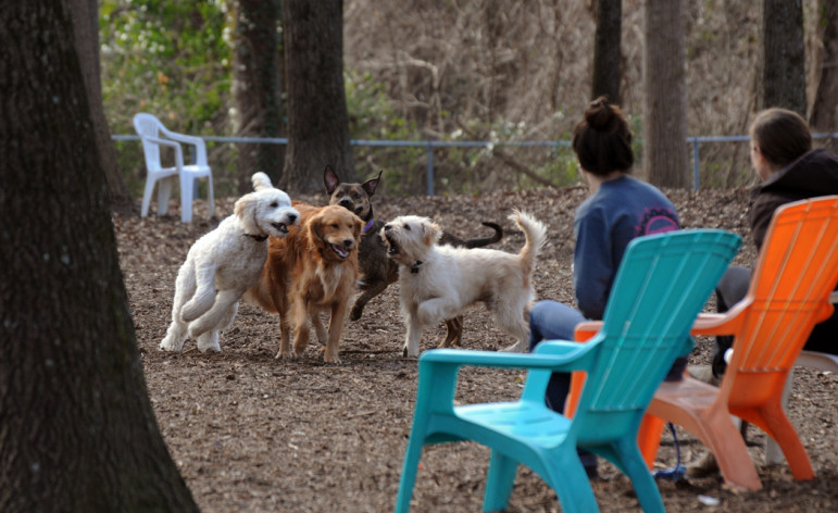 People at Oakwood Dog Park watch their dogs cavort on sunny Monday.