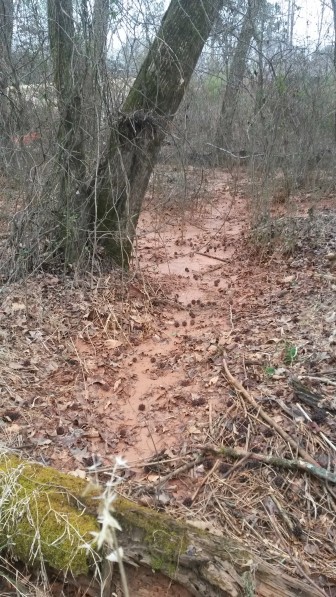 Sediment flows into the woods near the Riverwood development. Sediment is supposed to be contained on site. 