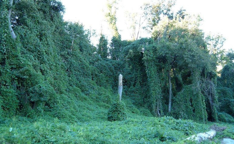 Kudzu is an invasive plant species in the Southeastern United States