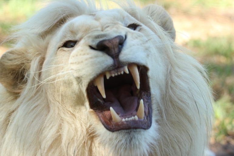 Not inoculating your White Longcoat Lion is a violation of City Ordinance 