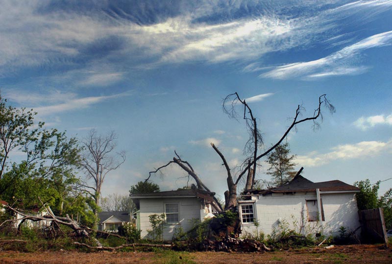 tree on house